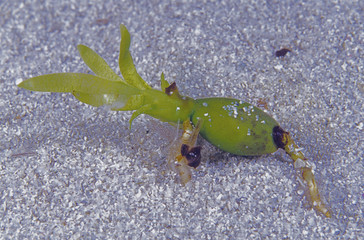 Posidonia oceanica / Posidonie