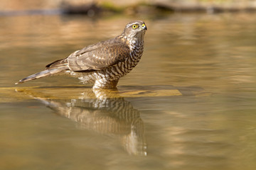 Accipiter nisus / Epervier d'Europe