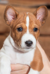 beautiful, cute puppy dogs not barking African dog breed basenji