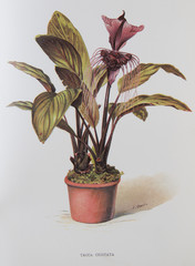 Illustration / Tacca cristata