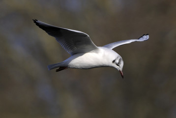 Larus ridibundus / Mouette rieuse