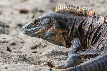 Black ctenosaur turning on the beach