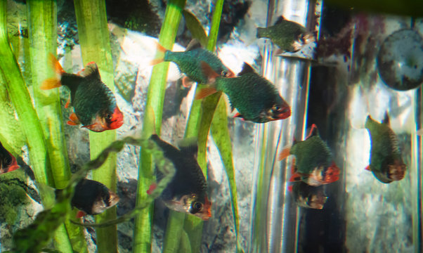 Group of moss Tetra fished in aquarium