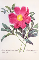 Paeonia officinalis / Pivoine officinale