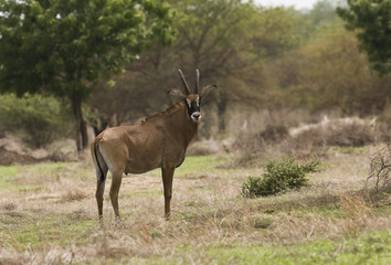 Hippotragus equinus lang-heldi/ Antilope rouanne