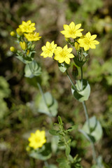 Blackstonia perfoliata / Blackstonie perfoliée / Centaurée jaune