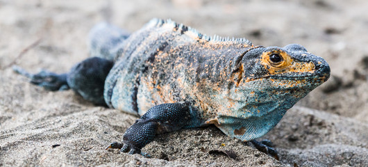 Close-up of a black ctenosaur