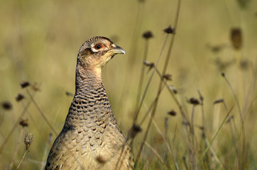 Phasianus colchicus / Faisan de Colchide / Faisan de chasse