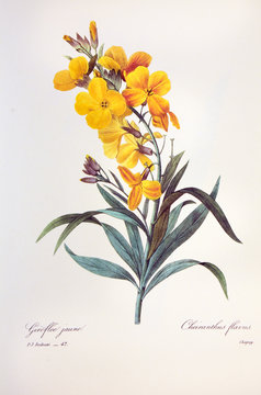 Cheiranthus flavus / Giroflée jaune
