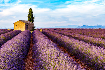 Naklejka na ściany i meble Valensole Plateau, Provence, France. Lavender field
