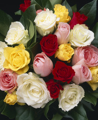 Bouquet de roses / Rosa x / Rose