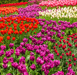 Obraz premium Tulips park Keukenhof - largest flower garden in Europe, Holland