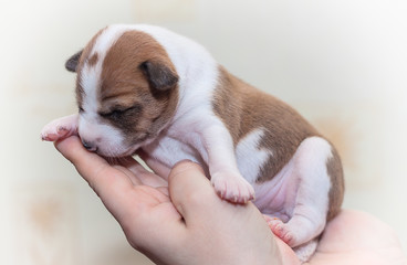 beautiful, cute puppy dogs not barking African dog breed basenji