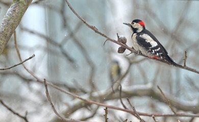 Male great spotted woodpecker (Dendrocopos major)