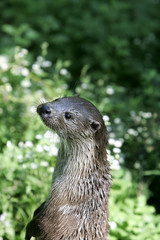 Lutra lutra / Loutre d' Europe