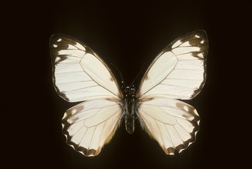 Graphium levassori