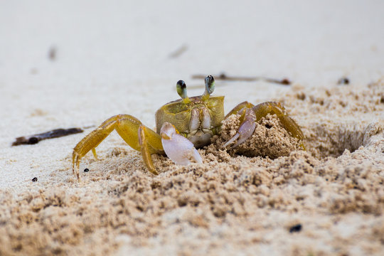 Sand crab showing it's claws