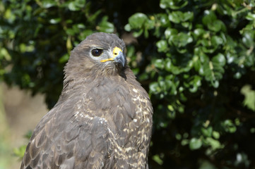 Buteo buteo / Buse variable