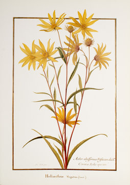 Illustration / Helianthus giganteus / Soleil géant