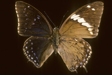 Charaxes tiridates tiridatinus /  Papillon bisexué