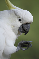Cacatua galerita / Cacatoès à huppe jaune
