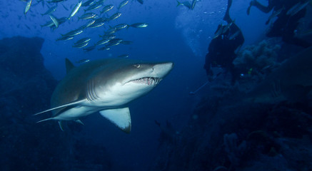 Fototapeta premium Large shark hunting for prey near scuba diver