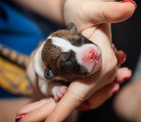 beautiful, cute puppy dogs not barking African dog breed basenji