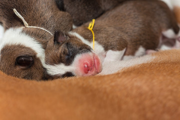 beautiful, cute puppy dogs not barking African dog breed basenji