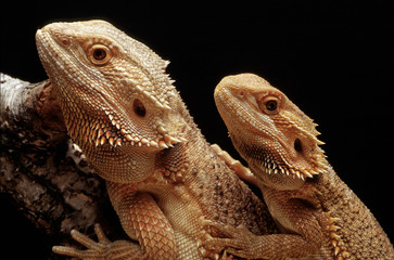 Pogona vitticeps / Agame Barbu