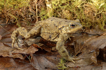 Bufo bufo / Crapaud commun