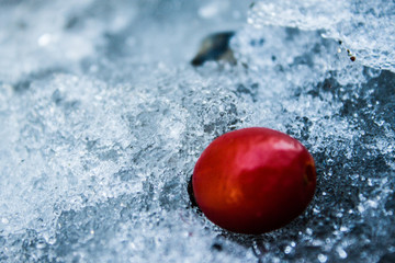 Red hip on melted snow in winter forest