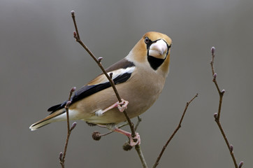 Coccothraustes coccothraustes / Grosbec casse noyaux