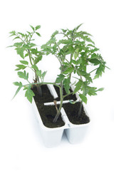 Piante di pomodoro in vaso di plastica su sfondo bianco