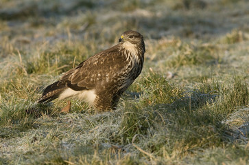 Buteo buteo / Buse variable