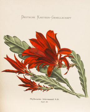 Phyllocactus Ackermannii / Disocactus ackermannii subsp. ackermannii