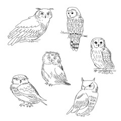 Collection of images of owls painted in a realistic style - 136673101