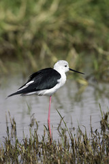 Himantopus himantopus / Echasse blanche