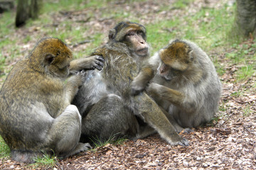 Obraz premium Macaca sylvanus / Macaque de Barbarie