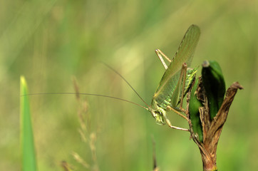 Tettigonia viridissima / Grande sauterelle verte / Mâle