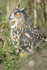 Bubo bubo / Hibou grand-duc