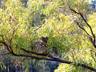 koala baby © Olivia Rauch