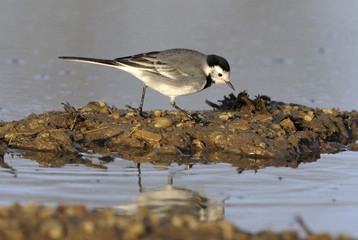 Motacilla alba / Bergeronnette grise