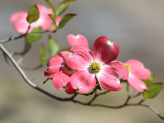 Fototapeta na wymiar ハナミズキ　赤い花
