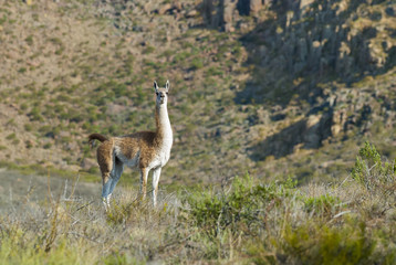 Guanacos, La Pampa, Argentina