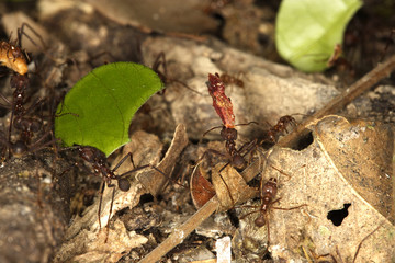 Atta sp. / Fourmi coupeuse de feuilles
