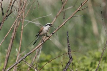 Lanius collurio / Pie grièche écorcheur / Mâle