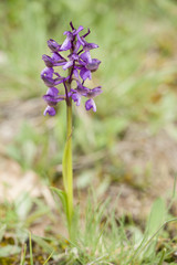 Orchis morio / Orchis bouffon