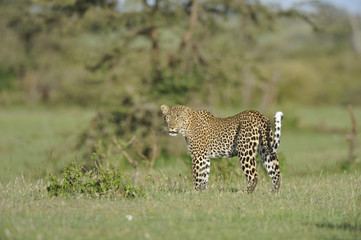 Fototapeta na wymiar Panthera pardus / Léopard