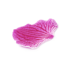 Single orchid flower petal isolated