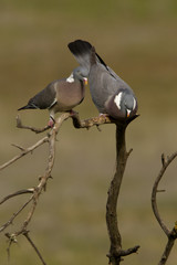 Common woodpigeon. Columba palumbus